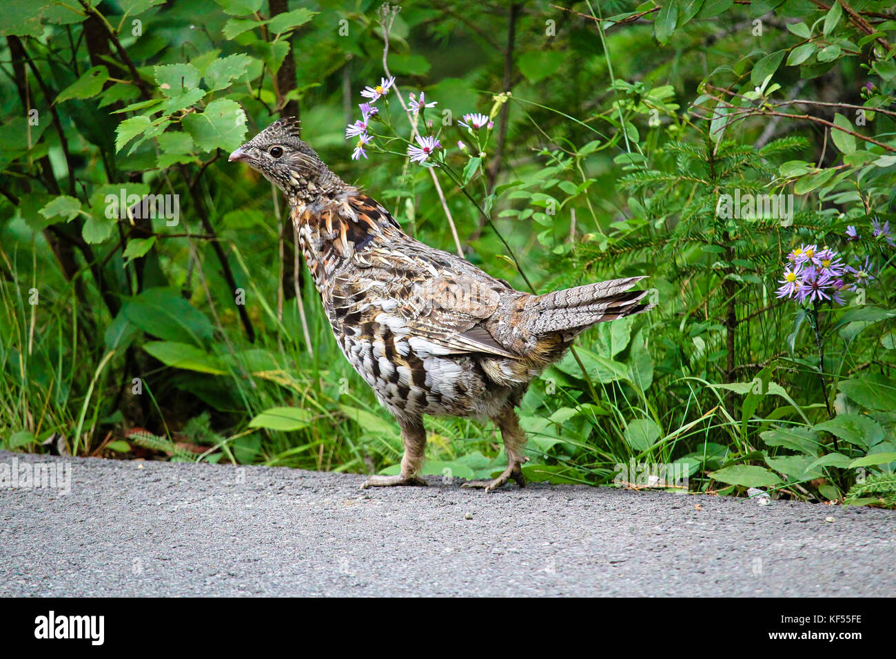 Eine Vari grouse entlang einer Straße. Stockfoto