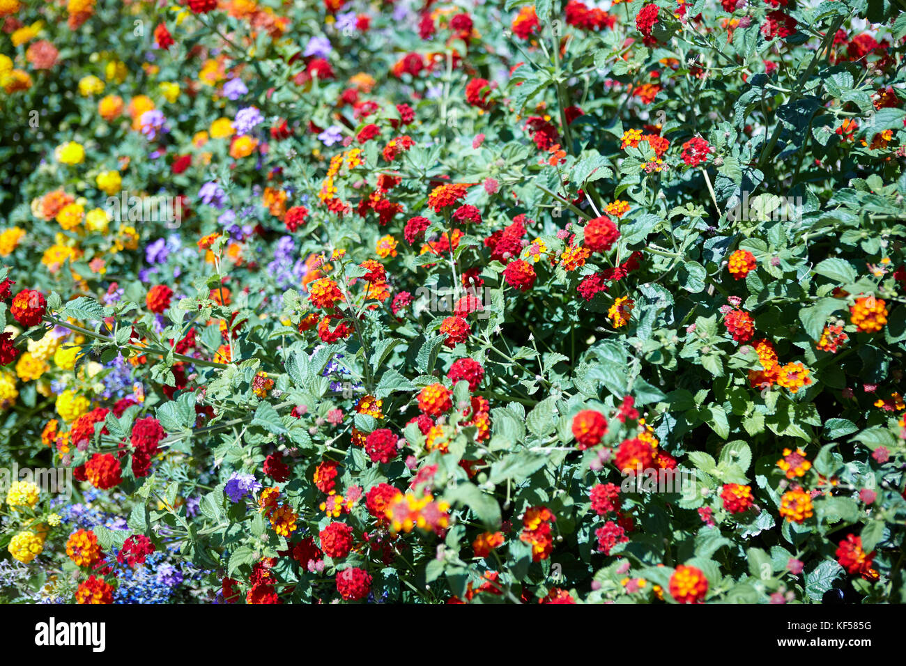 Lantana busch Fotos und Bildmaterial in hoher Auflösung Alamy