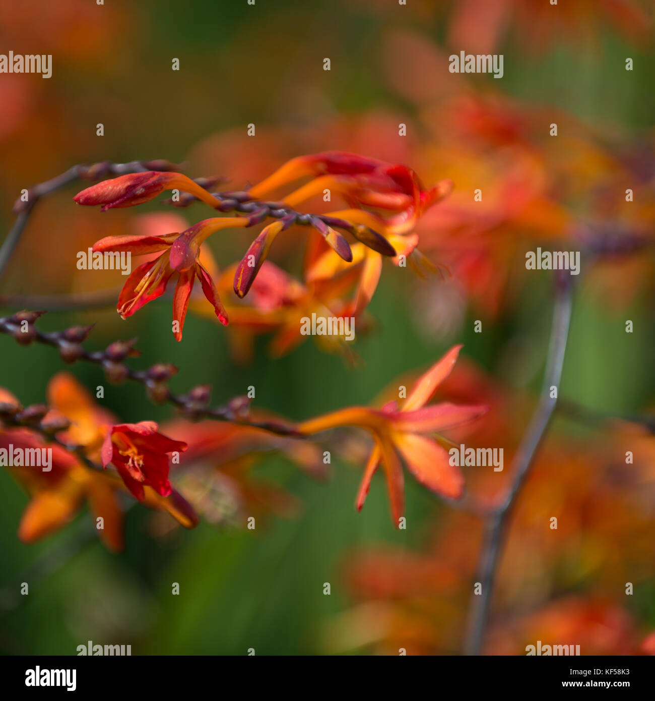 Crocosmia (Montbretia) in voller Blüte im Kew Royal Botanic Gardens in London, Vereinigtes Königreich Stockfoto