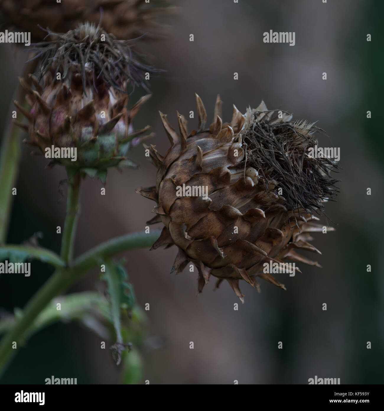 Cynara Cardunculus (artischocke) auch als cardoon oder artischocke Distel in Kew Royal Botanic Gardens in London, Vereinigtes Königreich Stockfoto