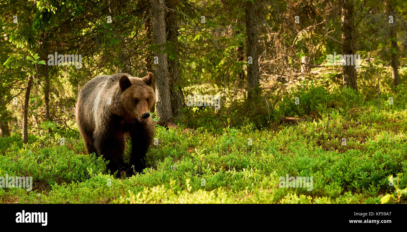 Wilde Braunbären zu Fuß im Grünen finnische Taiga Stockfoto