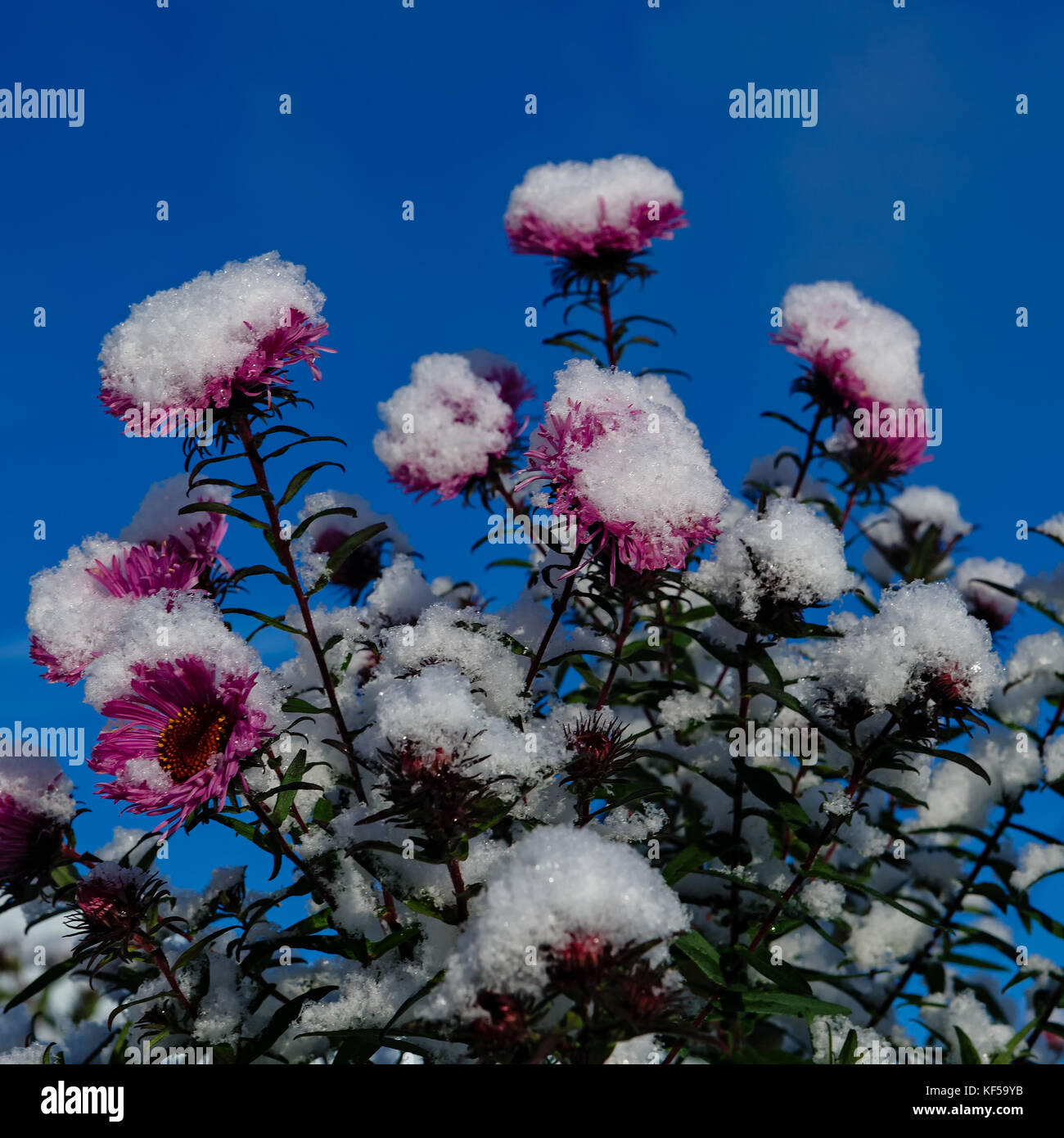 Der erste Schnee in dieser Jahreszeit fallen Blumen in einem Garten Stockfoto