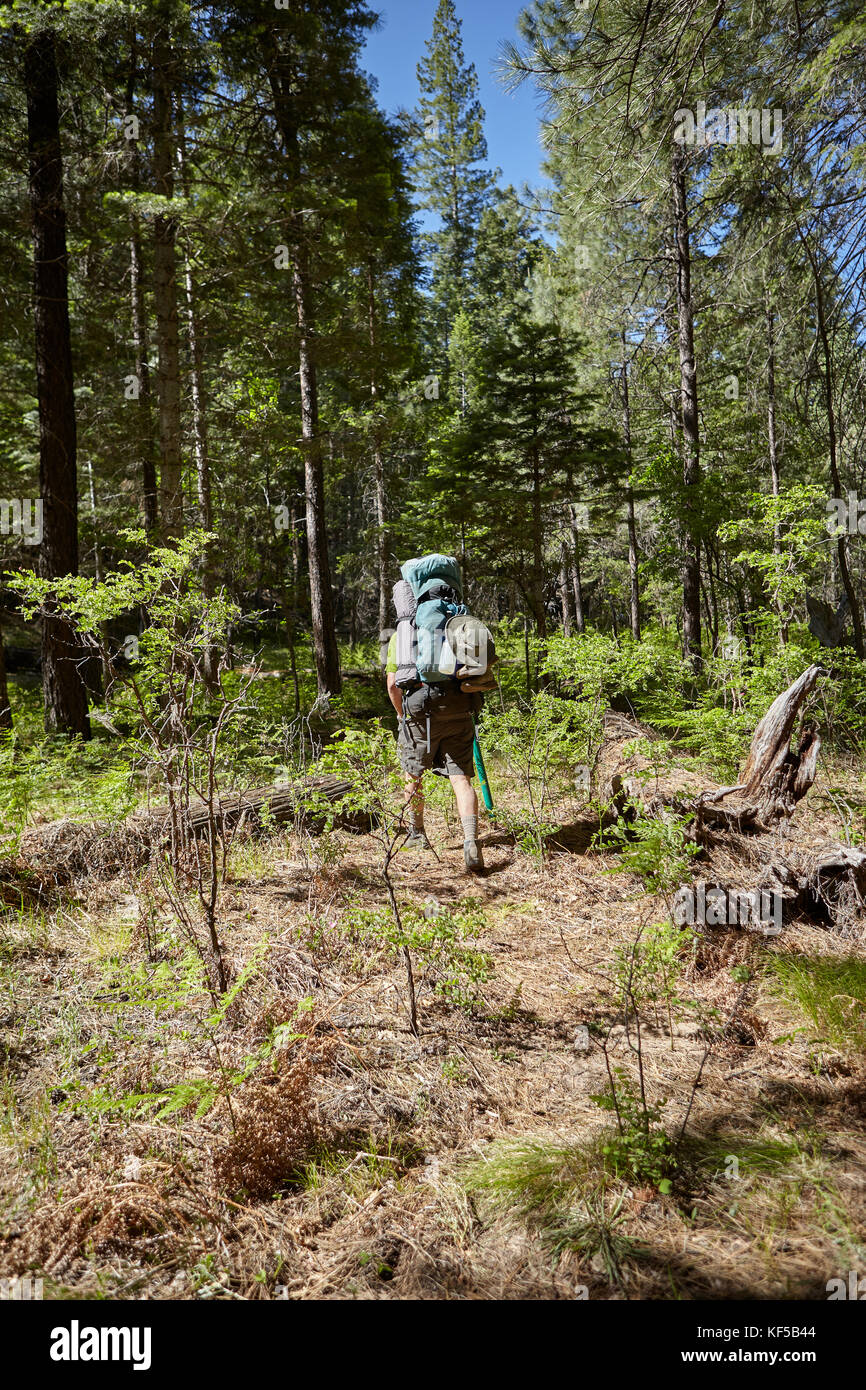 Ansicht der Rückseite des Backpacker wandern im Wald an einem sonnigen Tag Stockfoto