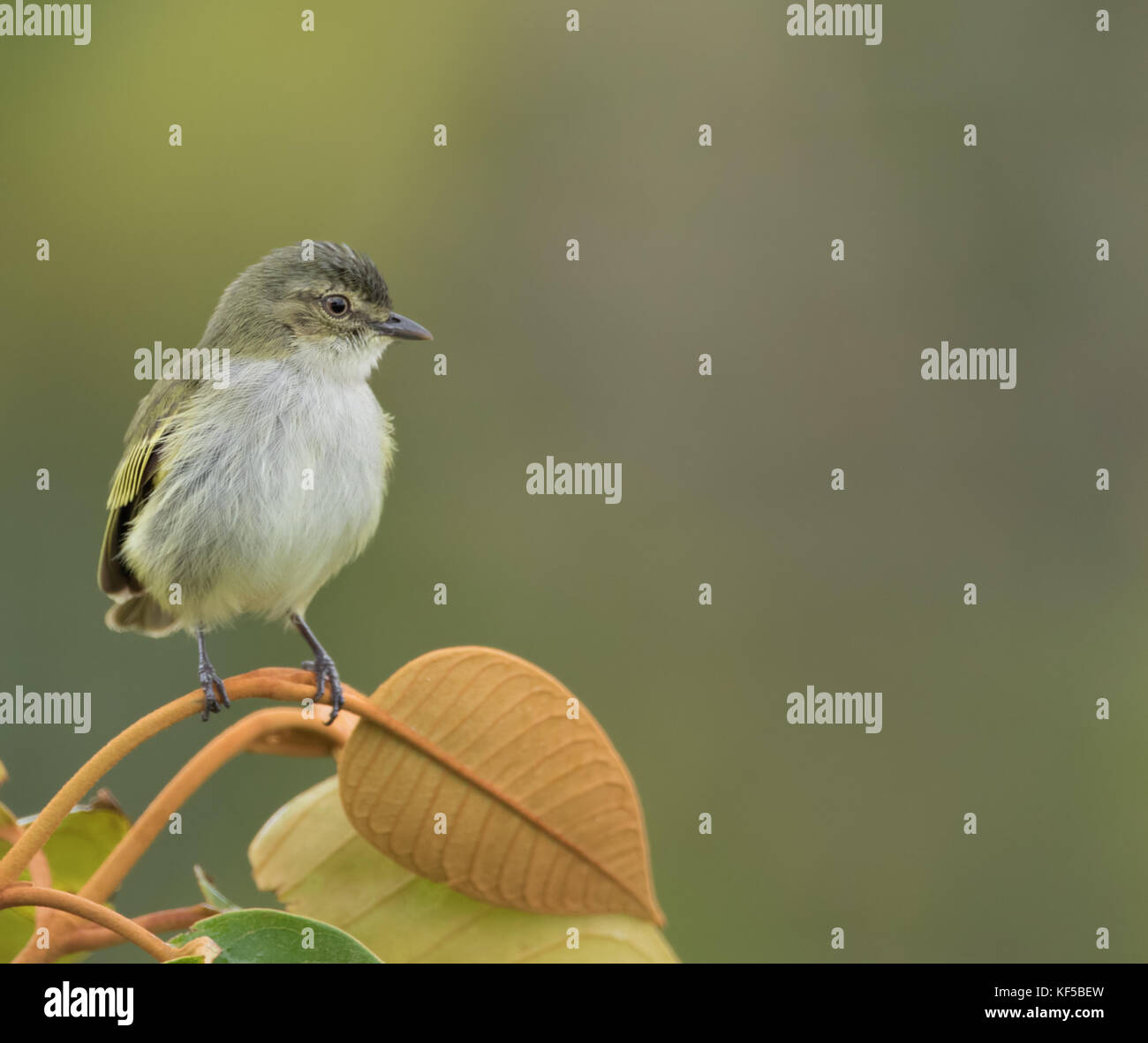 Armselige Tyrannulet, Zimmerius vilissimus. Panama Stockfoto