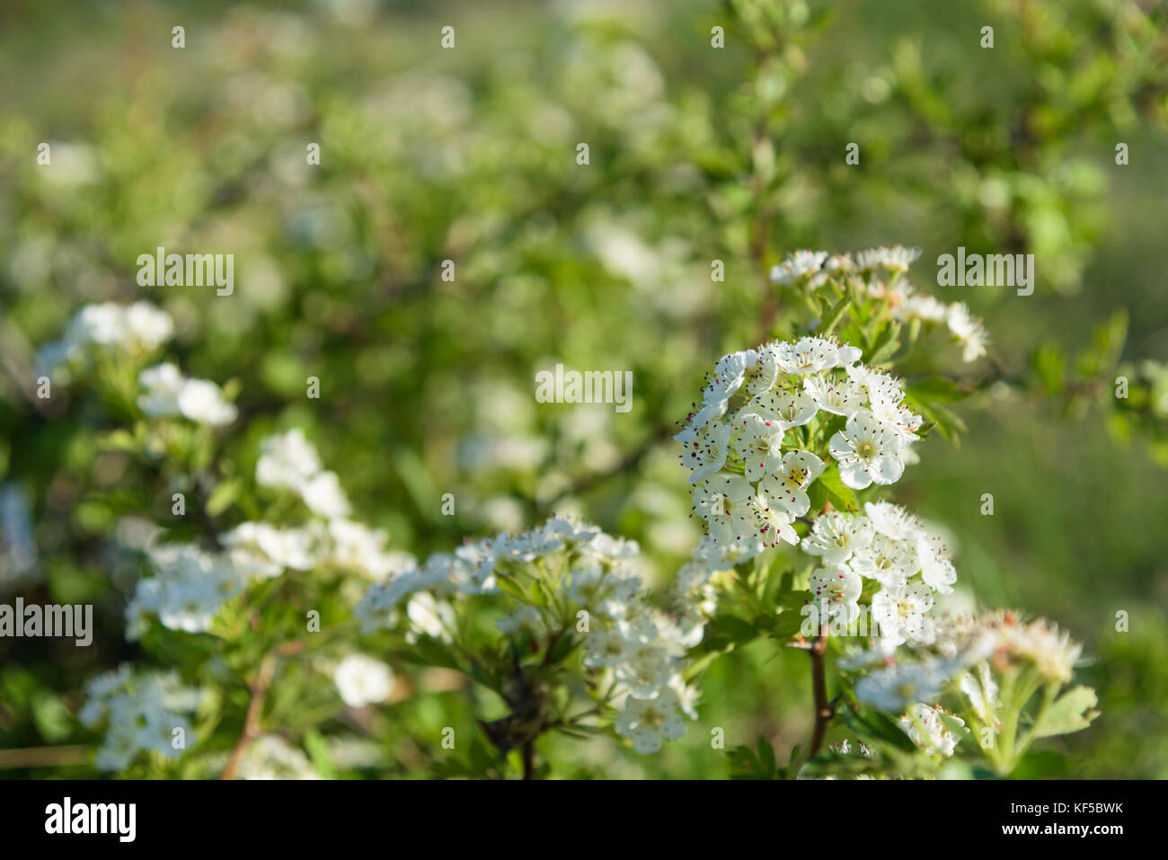 White bush Blüten Nahaufnahme Stockfoto