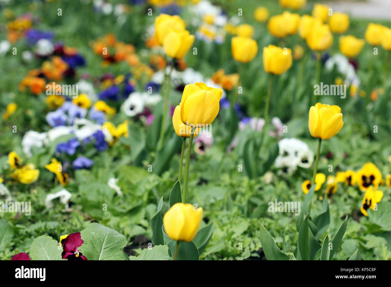 Gelbe Tulpen Garten Frühling Stockfoto