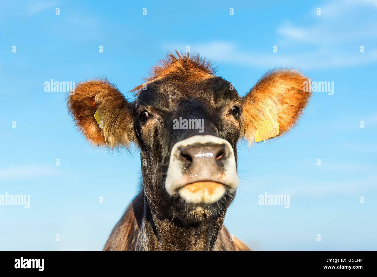 Kuh sagt: Bewahren Sie Ruhe! Portrait der Kuh vor blauem Himmel Stockfoto
