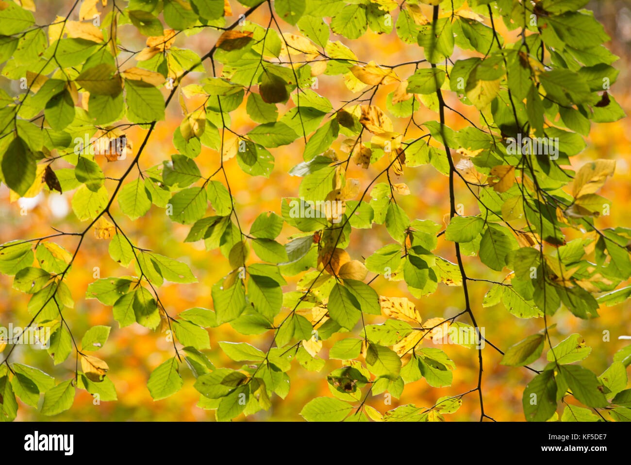 Herbstfarben in einem südschwedischen Buchenwald im Naturschutzgebiet Fyledalen, Scania Schweden Stockfoto