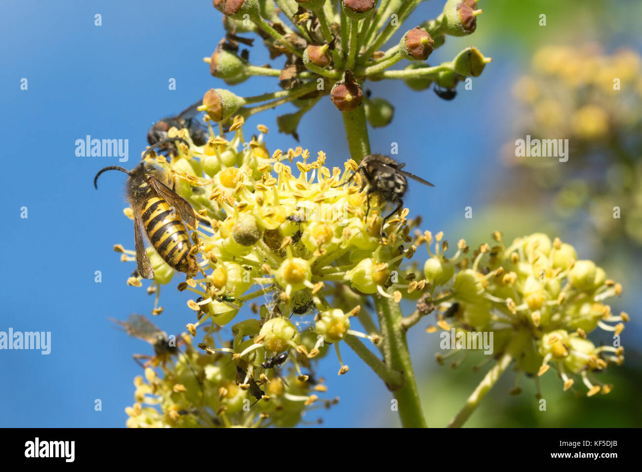 Vielzahl von Insekten, einschließlich einer gemeinsamen Wespe (Vespula vulgaris), nectaring auf Efeu Blumen im Oktober Stockfoto