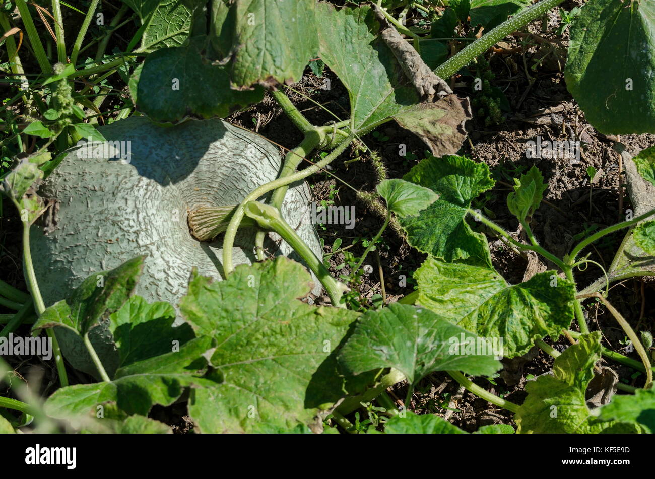 Big White Kürbis oder Cucurbita pepo auf Gemüsegarten im Herbst Zeit, Stadt, Bulgarien zavet Stockfoto