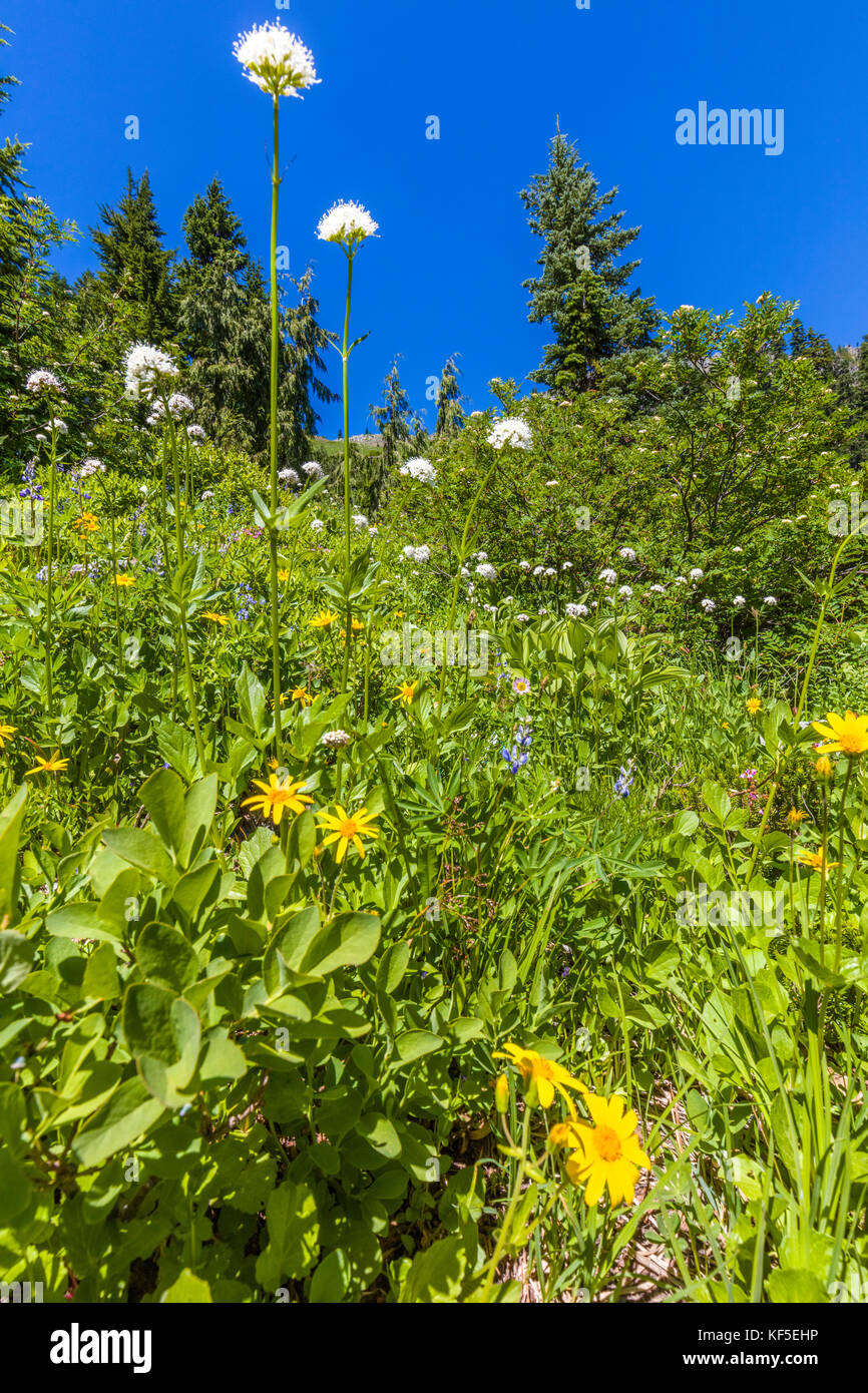 Spring wildflowers auf hillsdie in Chinook pass auf dem Mather Memorial Parkway in Mount Rainier National Park Washington Stockfoto
