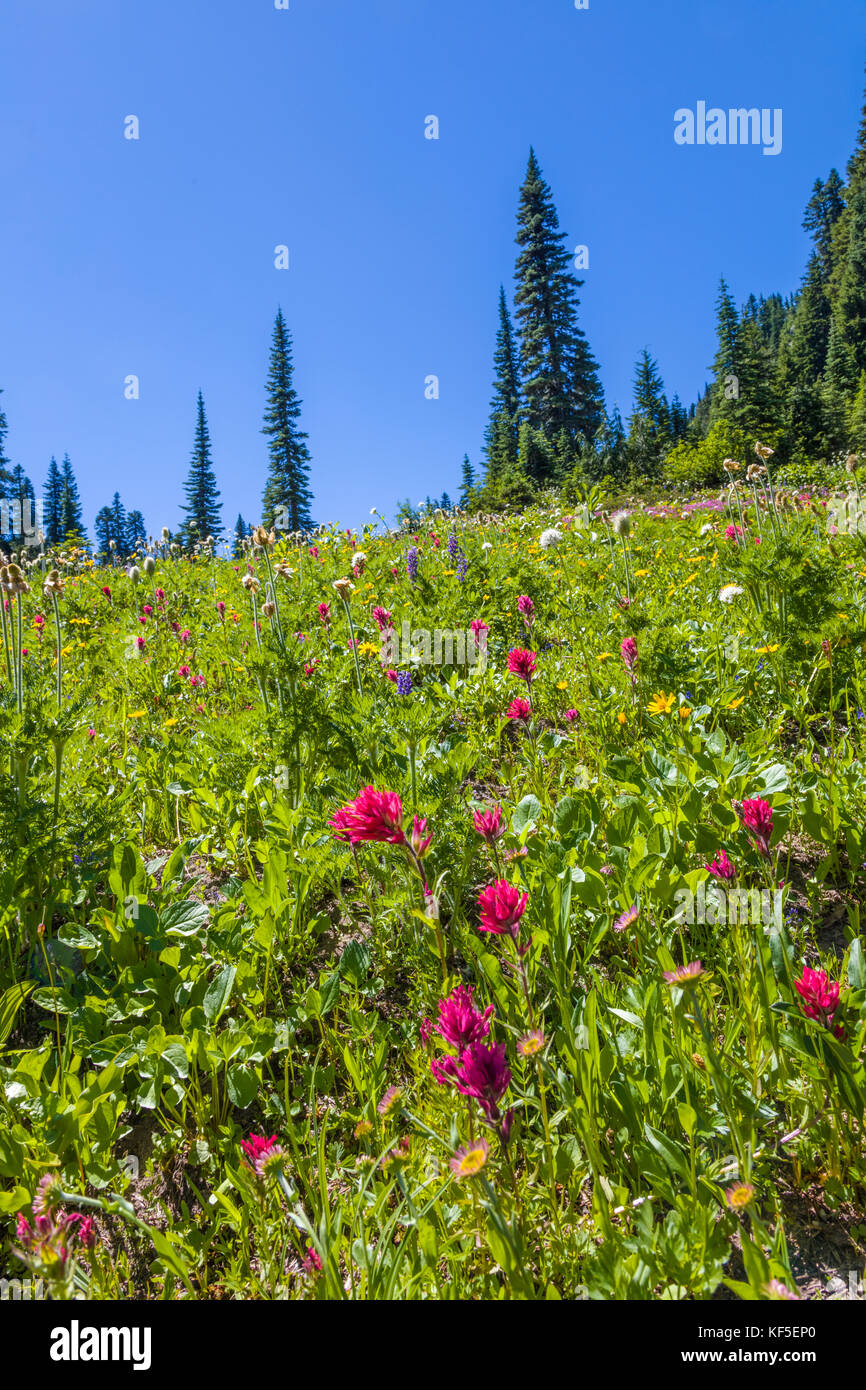 Spring wildflowers auf hillsdie in Chinook pass auf dem Mather Memorial Parkway in Mount Rainier National Park Washington Stockfoto