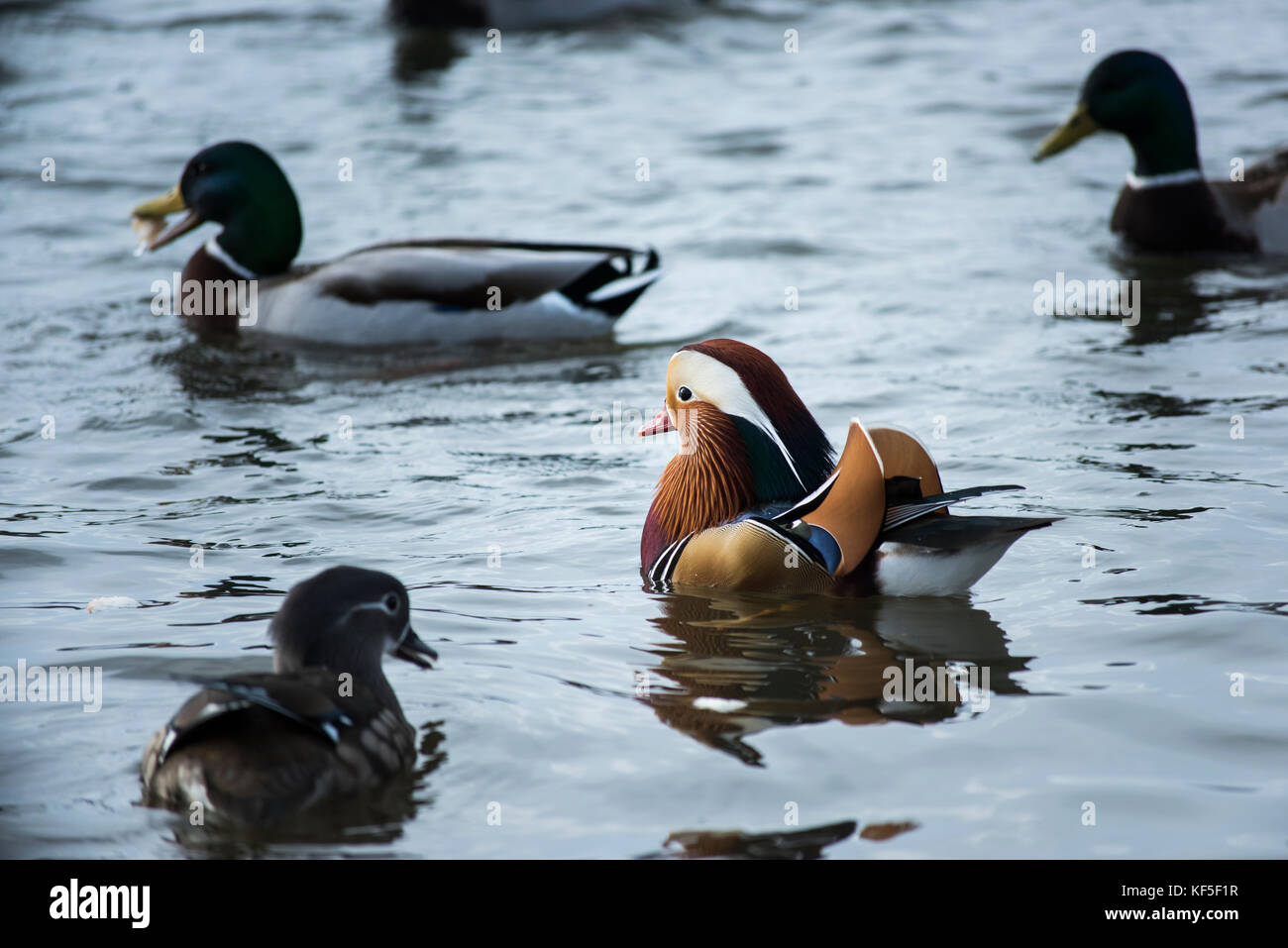 Mandarin - Ente schwimmen in einem See für Enten umgeben Stockfoto