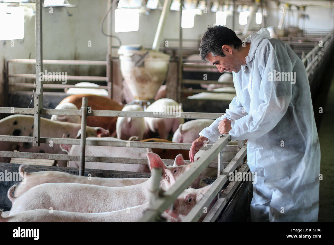 Die intensive Schweinehaltung. Tierarzt Arzt tragen Schutzkleidung. Stockfoto