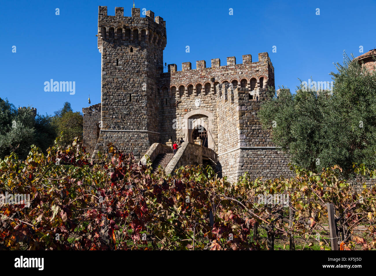 Napa Valley, Kalifornien - 8. November 2016: Touristen in Castello di Amorosa mit seinen Revolver steigen über große Olivenbäume und Rebsorten fallen Stockfoto