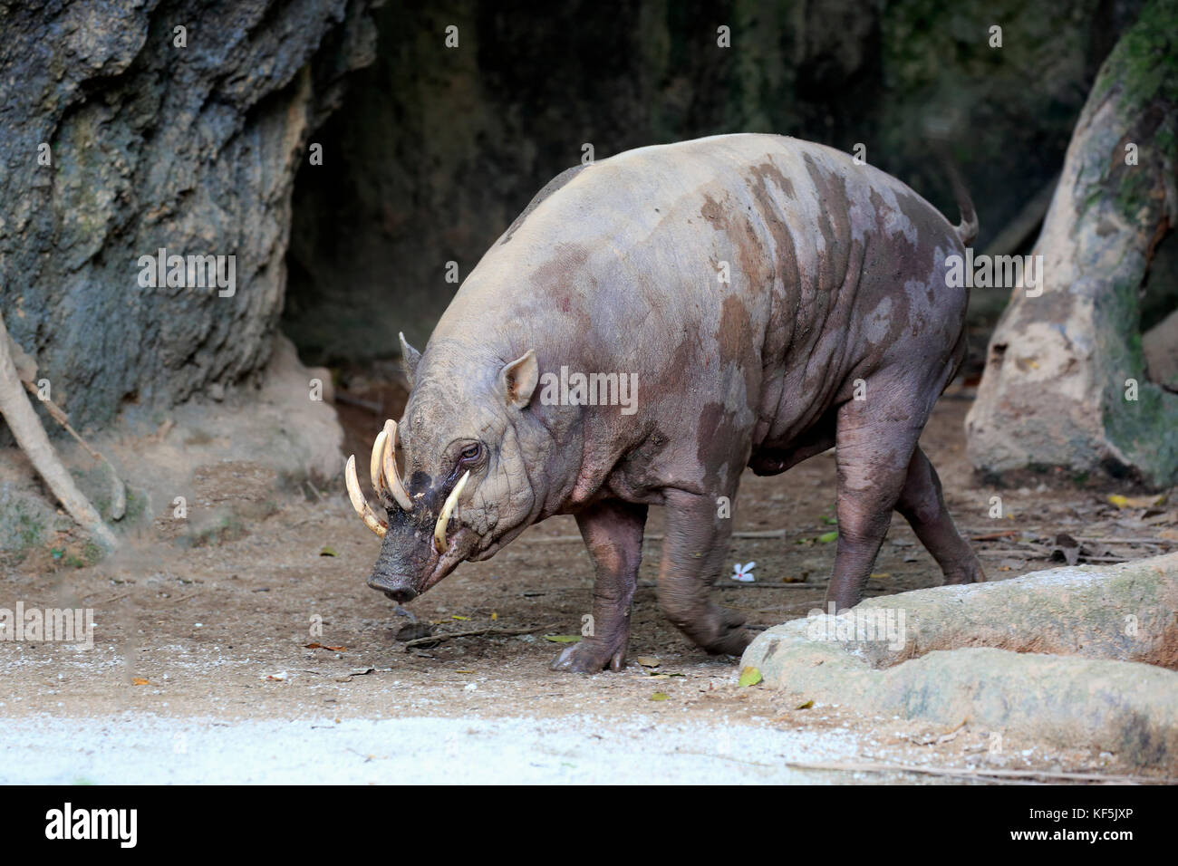 Molukken harteber (babyrousa babyrussa), erwachsenen Mann zu Zaubertränke, Captive, endemisch auf Sulawesi Stockfoto