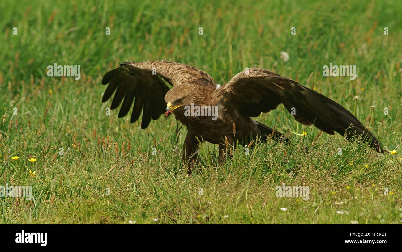 Schreiadler (Aquila pomarina) isst Beute, feldberger gesehen, Mecklenburg - Vorpommern, Deutschland entdeckt Stockfoto