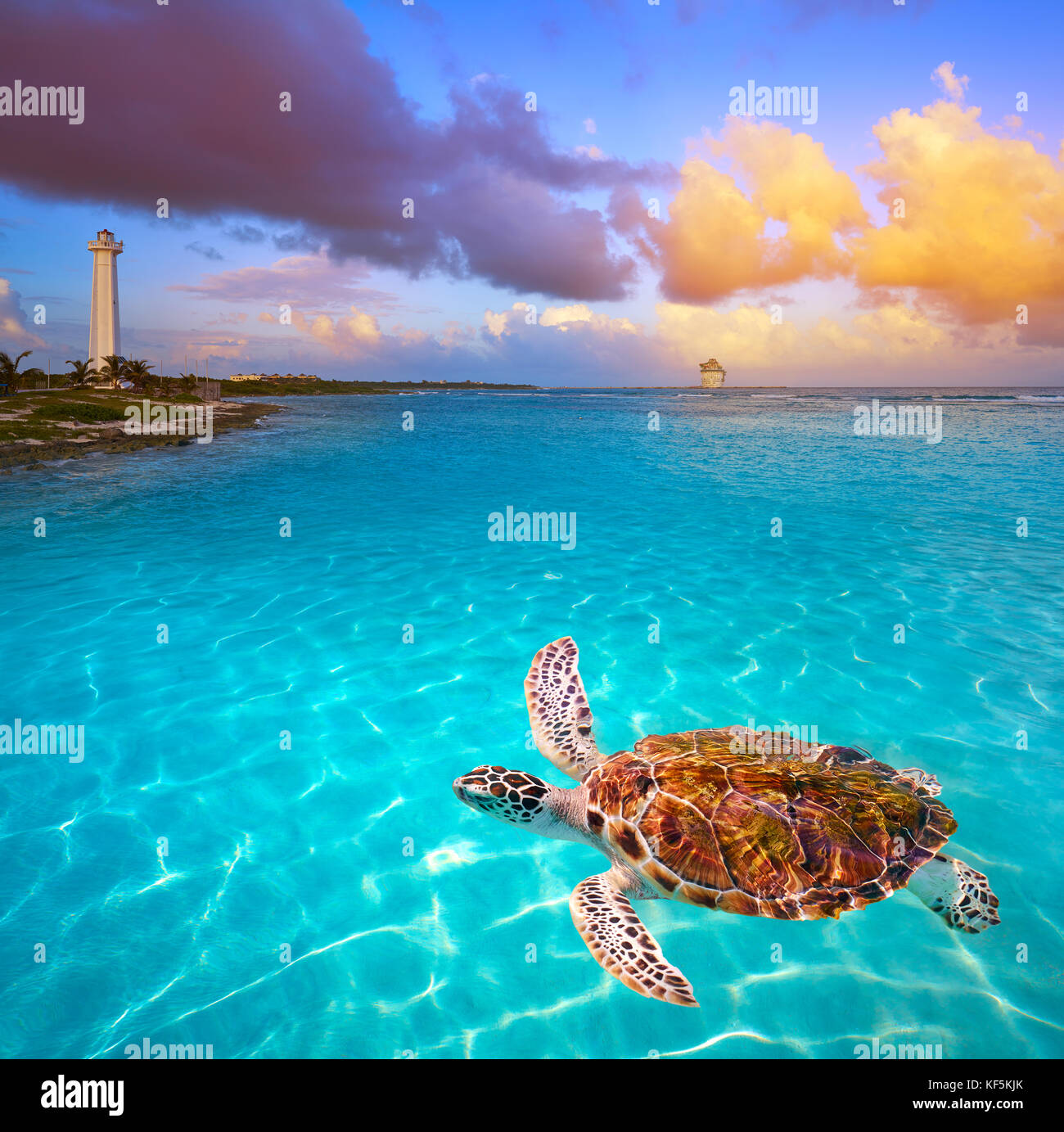 Mahahual Caribbean Beach turtle photomount in Costa Maya in Mexiko Stockfoto