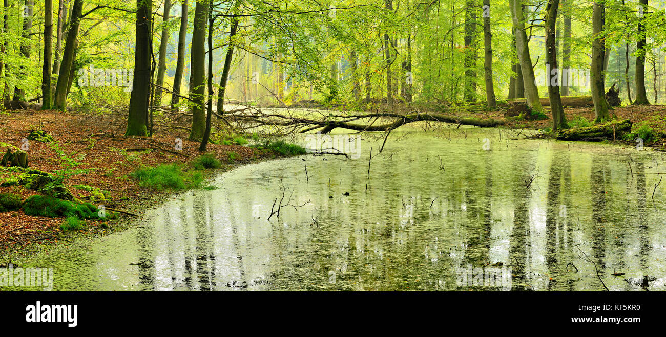 Sumpf in naturnahe Buchenwälder, Müritz-nationalpark, Serrahn Unterteilung, Mecklenburg-Vorpommern, Deutschland Stockfoto