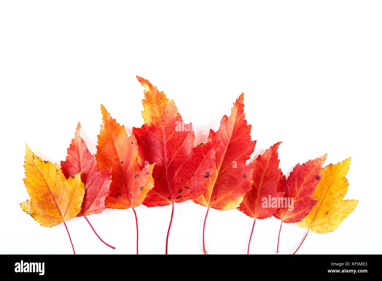 Gruppe von roten und gelben Herbst Ahorn Blätter auf weißem Hintergrund. nach oben anzeigen. Stockfoto