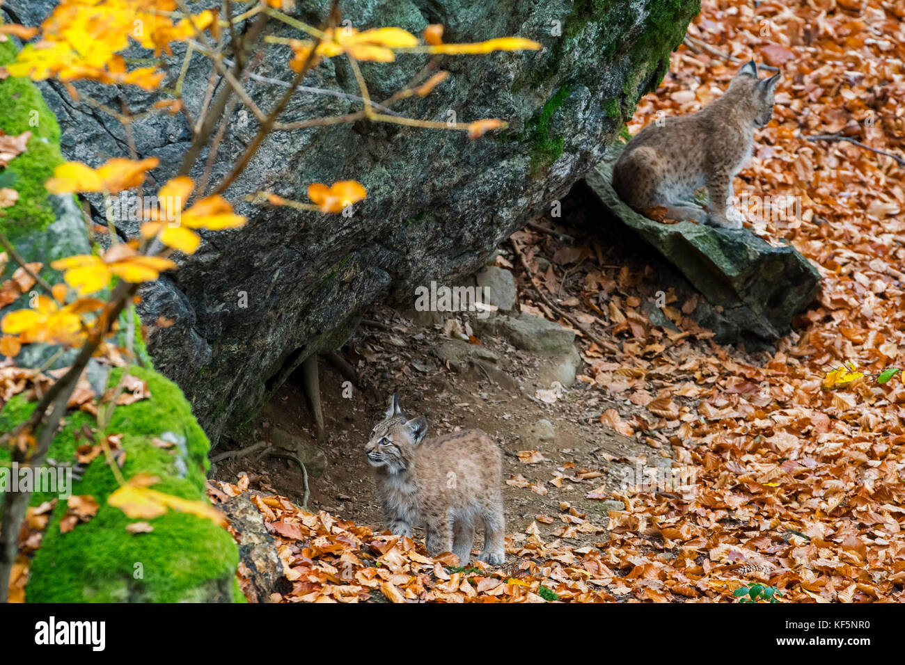 Zwei 2 Monate alte Eurasischen Luchs (Lynx lynx) Kätzchen am Eingang der Höhle im Herbst Wald Stockfoto