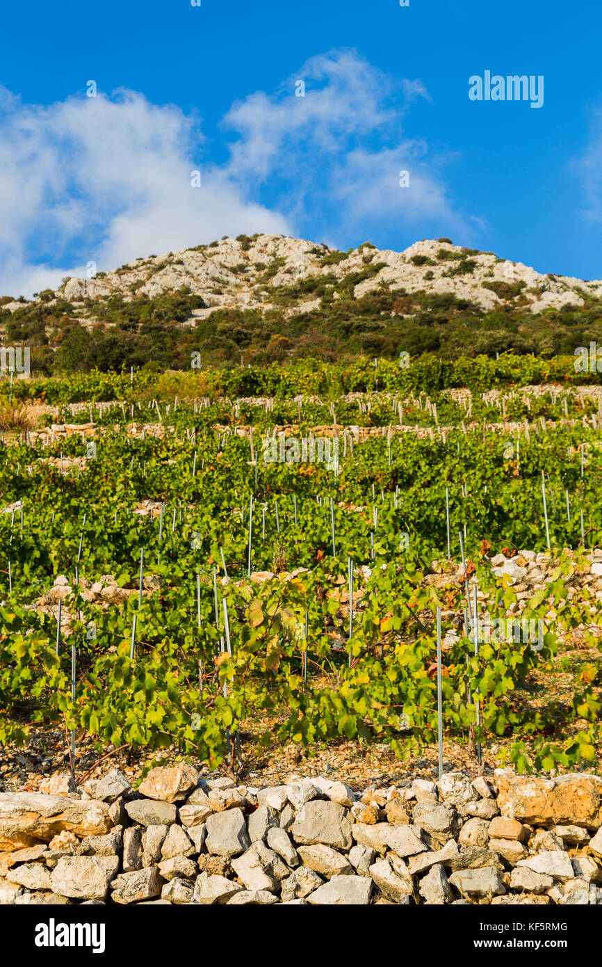 Portrait Ernte eines typischen Weinberg zu trstenik auf dem geneigten Hang der Halbinsel Peljesac. Stockfoto