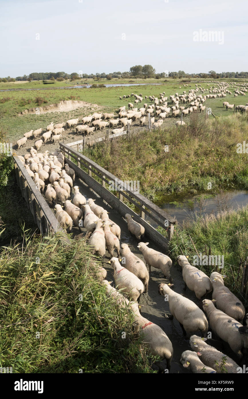 Eine große Herde von Schafen auf Grünland salzwiesen zwischen Le Crotoy und St Valery sur Somme in der Picardie, Frankreich Stockfoto