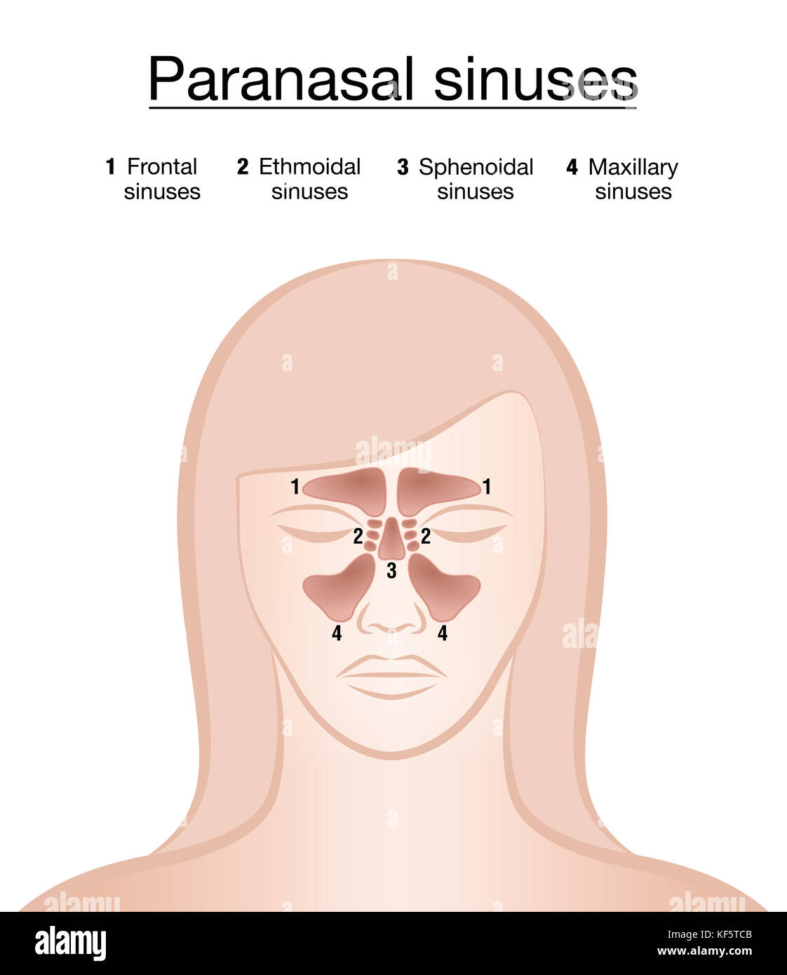 Nasennebenhöhlen - weibliches Gesicht. frontal, ethmoidal, sphenoidal und Kieferhöhlen. Abbildung auf weißen Hintergrund. Stockfoto