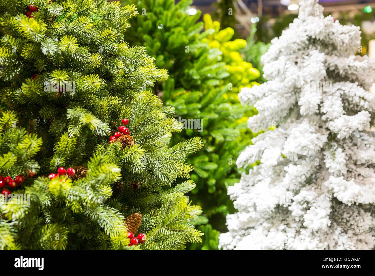 Weihnachten Bäume mit Kegel, neues Jahr eingerichtet Stockfoto