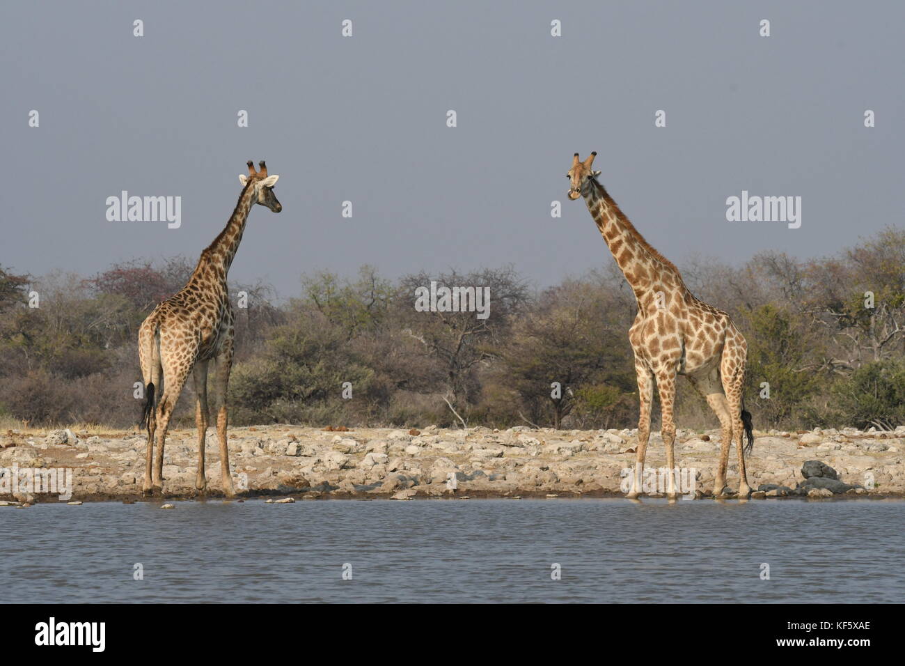 Safari im Etosha, Namibia Stockfoto