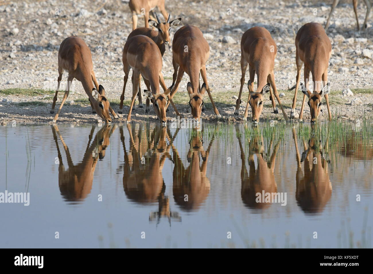 Safari im Etosha, Namibia Stockfoto