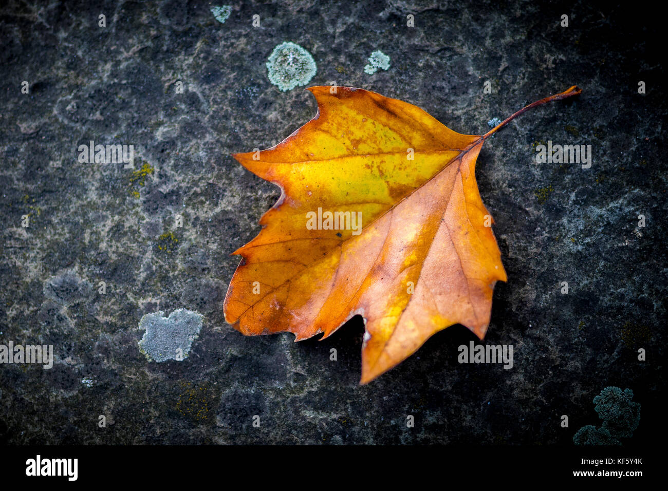 Single golden braun Sycamore Blatt auf einen konkreten Weg gefallen bedeutet, den Fall und den Start in die Herbstsaison Stockfoto