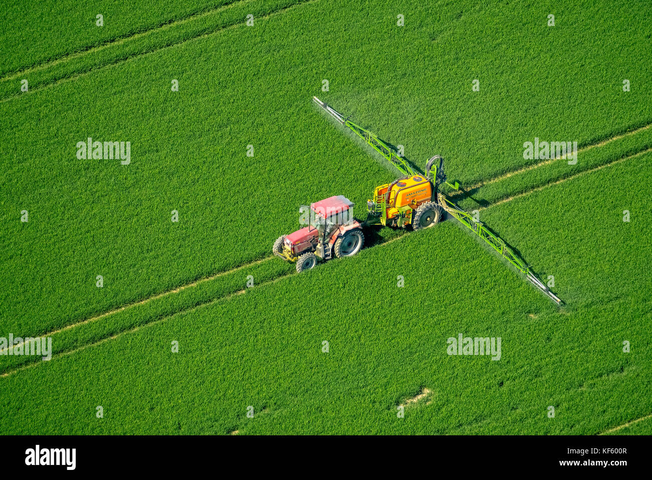 Träcker sprühte Pestizide auf ein grünes Maisfeld, Landwirtschaft, Warstein, Sauerland, Nordrhein-Westfalen, Deutschland, Europa, Aerial View, Aerial, aerial, aeri Stockfoto