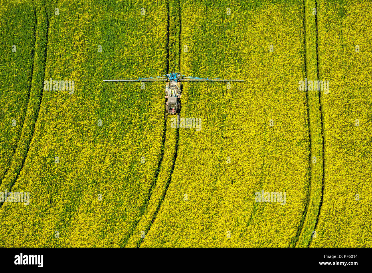 Träcker sprühte Pestizide auf ein grünes Maisfeld, Landwirtschaft, Warstein, Sauerland, Nordrhein-Westfalen, Deutschland, Europa, Aerial View, Aerial, aerial, aeri Stockfoto