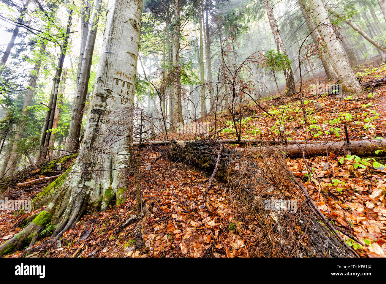 Foggy natürliche Wald mit umgestürzten Bäumen und Baum mit Zeichen Schnitte Stockfoto