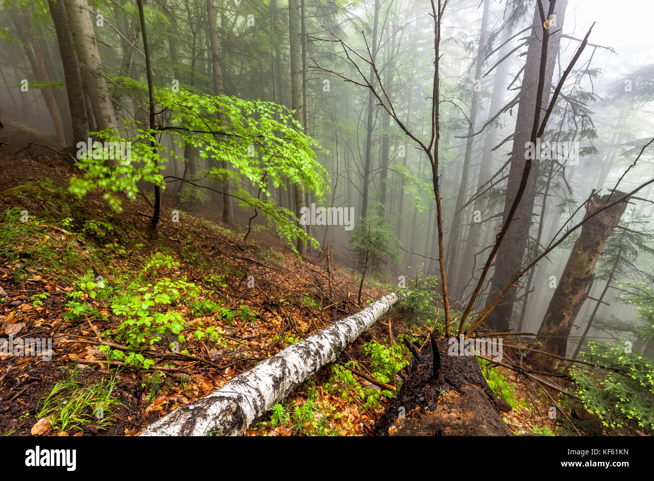 Nebligen Wald in den rumänischen Karpaten. Stockfoto