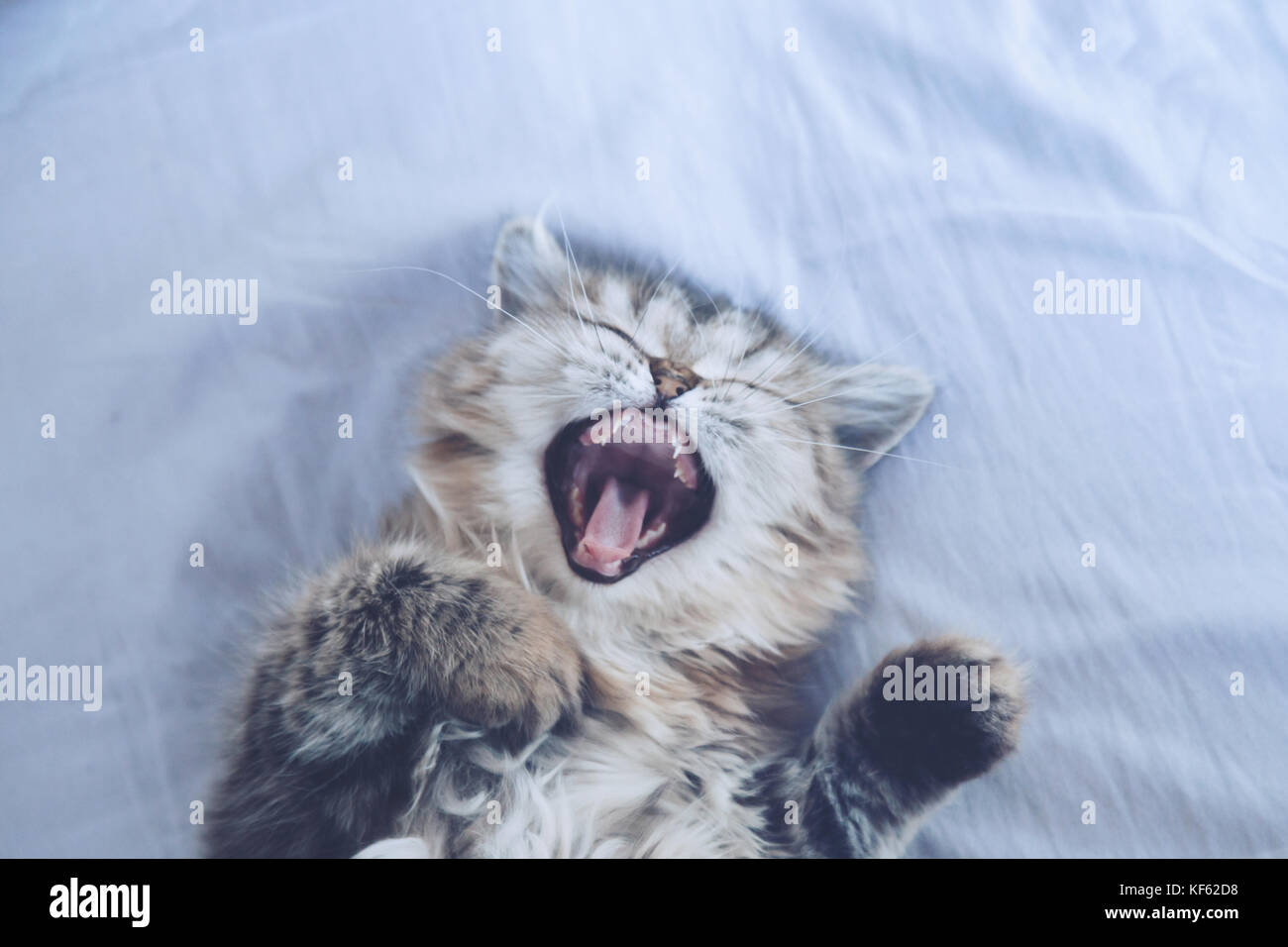 Sleepy persian Kitty Cat Gähnen und Festlegung auf die weiße Decke, die Tiere lieben. selektive Fokus und Film Stil. Stockfoto