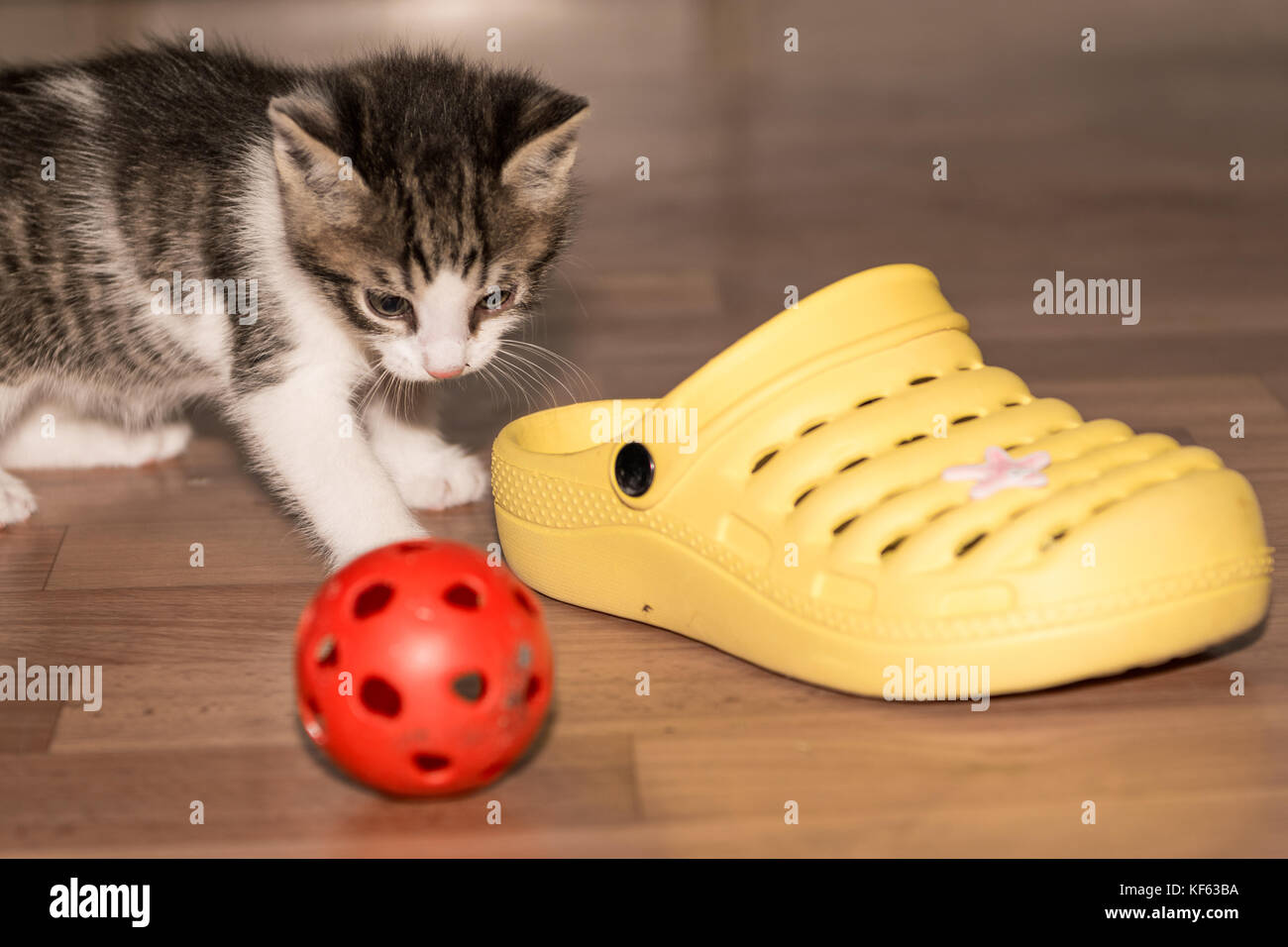 Kleine Kätzchen spielen zu Hause Stockfoto