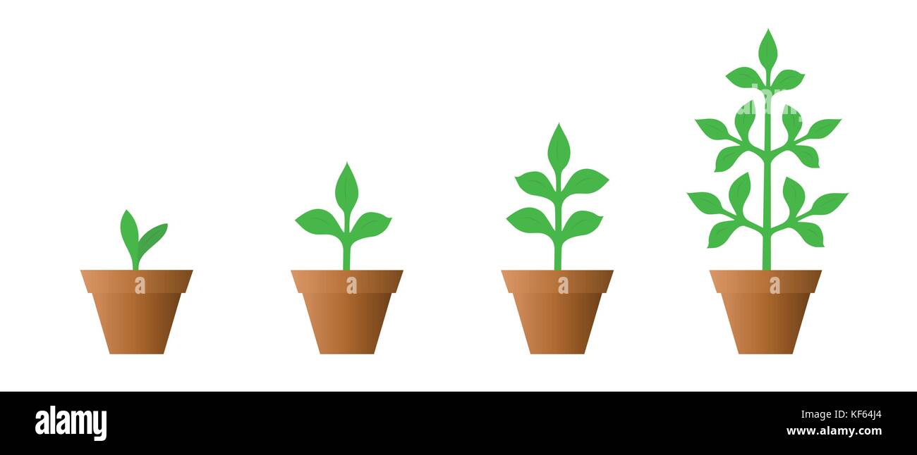 Vector Illustration einer Reihe von grünen Symbole - pflanzenwachstum Phase in einem Topf auf weißem Hintergrund Stock Vektor