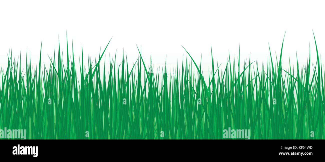 Vektor realistisch detaillierte Illustration Gras nahtlose Muster auf weiß isoliert Hintergrund Stock Vektor