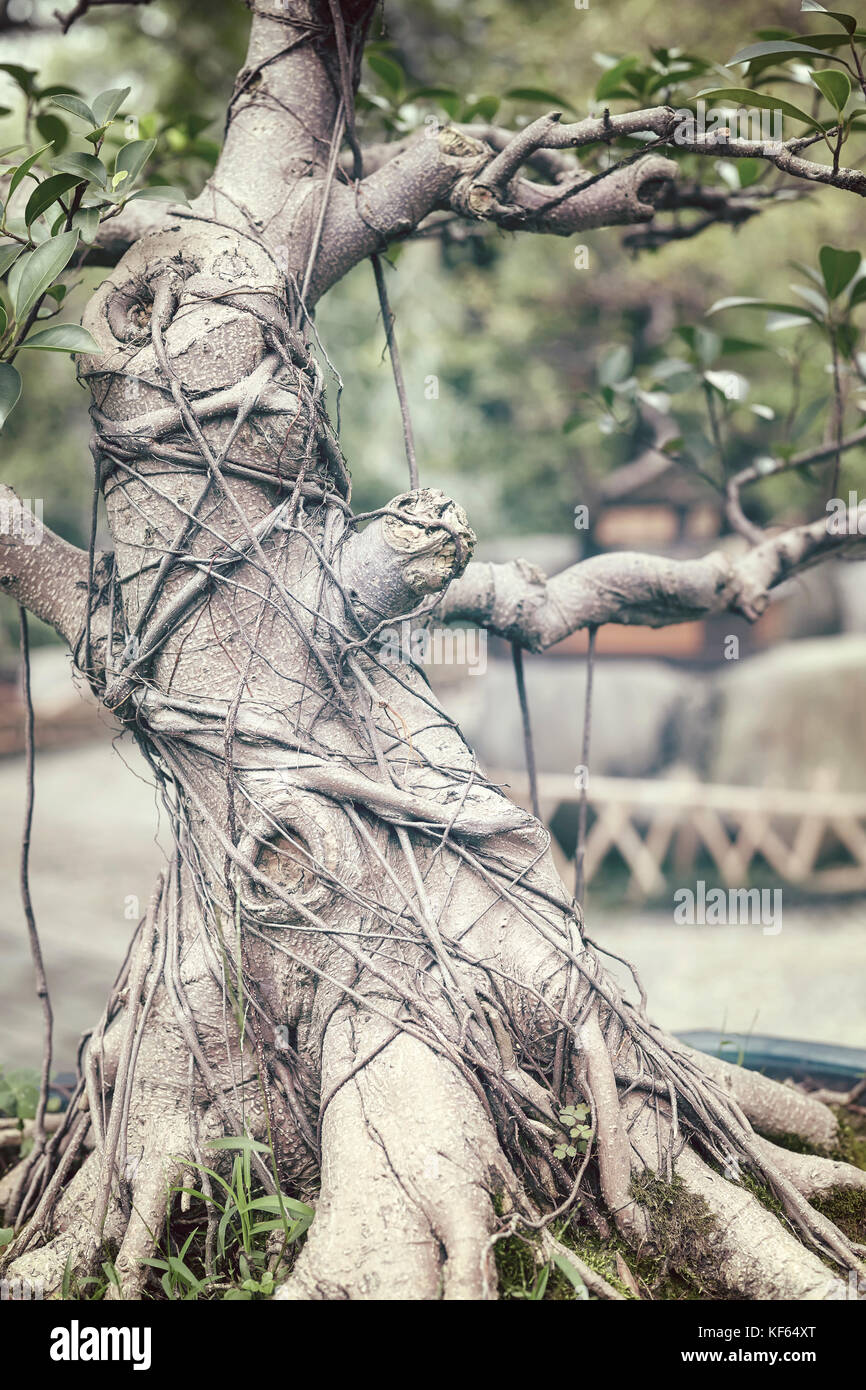 In der Nähe Bild von Bonsai Baum, Farbe Tonen angewendet, selektive konzentrieren. Stockfoto