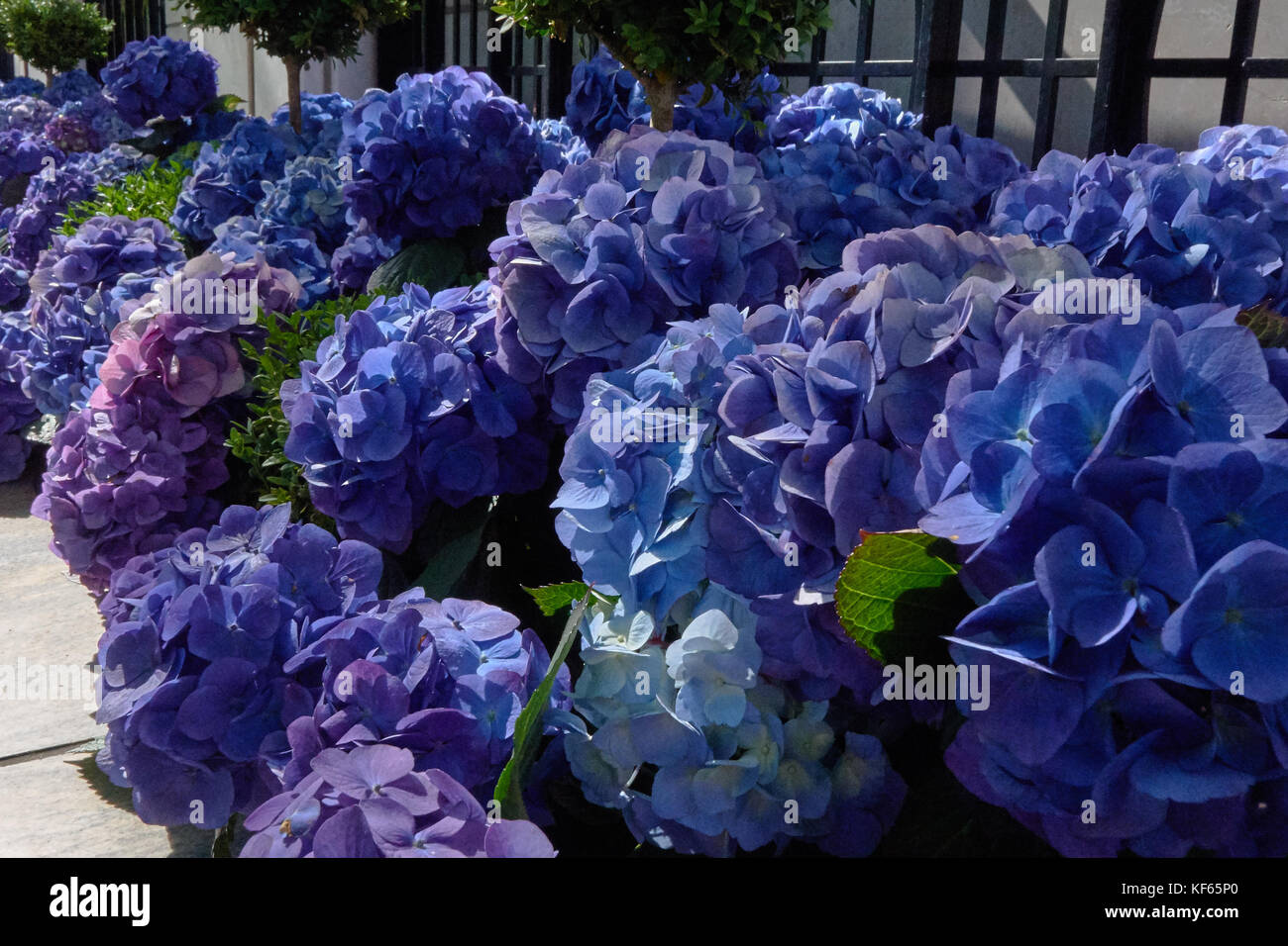 Nahaufnahme der blaue Hortensien mit Zaun im Hintergrund Stockfoto
