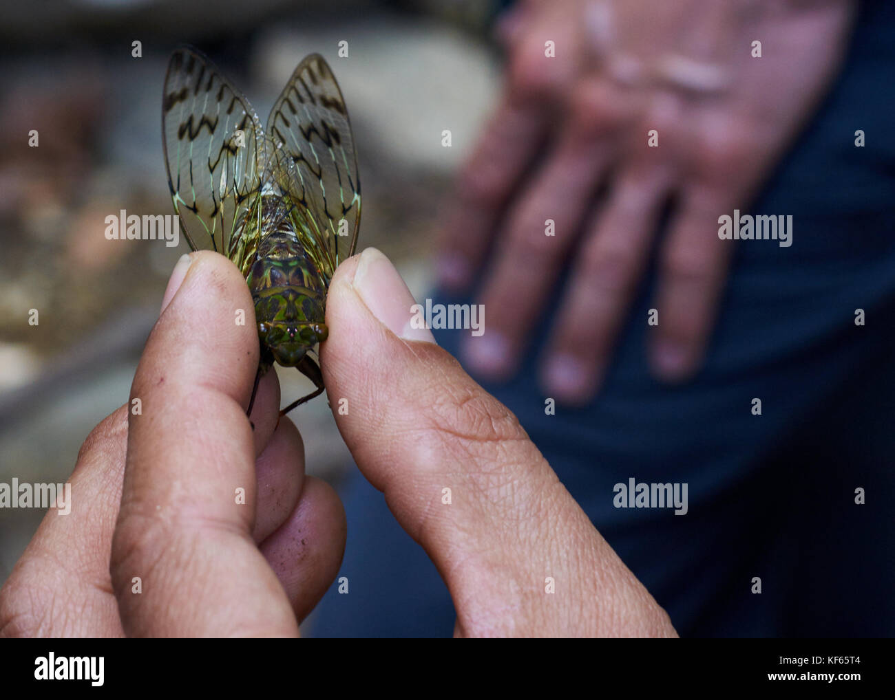 Hand mit einem großen grünen Insekt mit transparenten gemusterten Flügeln Stockfoto