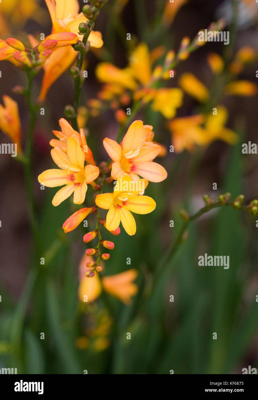 Crocosmia 'fire Jumper' Blumen. Stockfoto