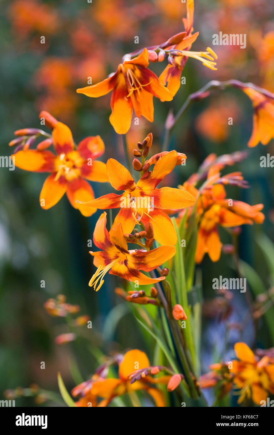 Harlekin blumen -Fotos und -Bildmaterial in hoher Auflösung – Alamy