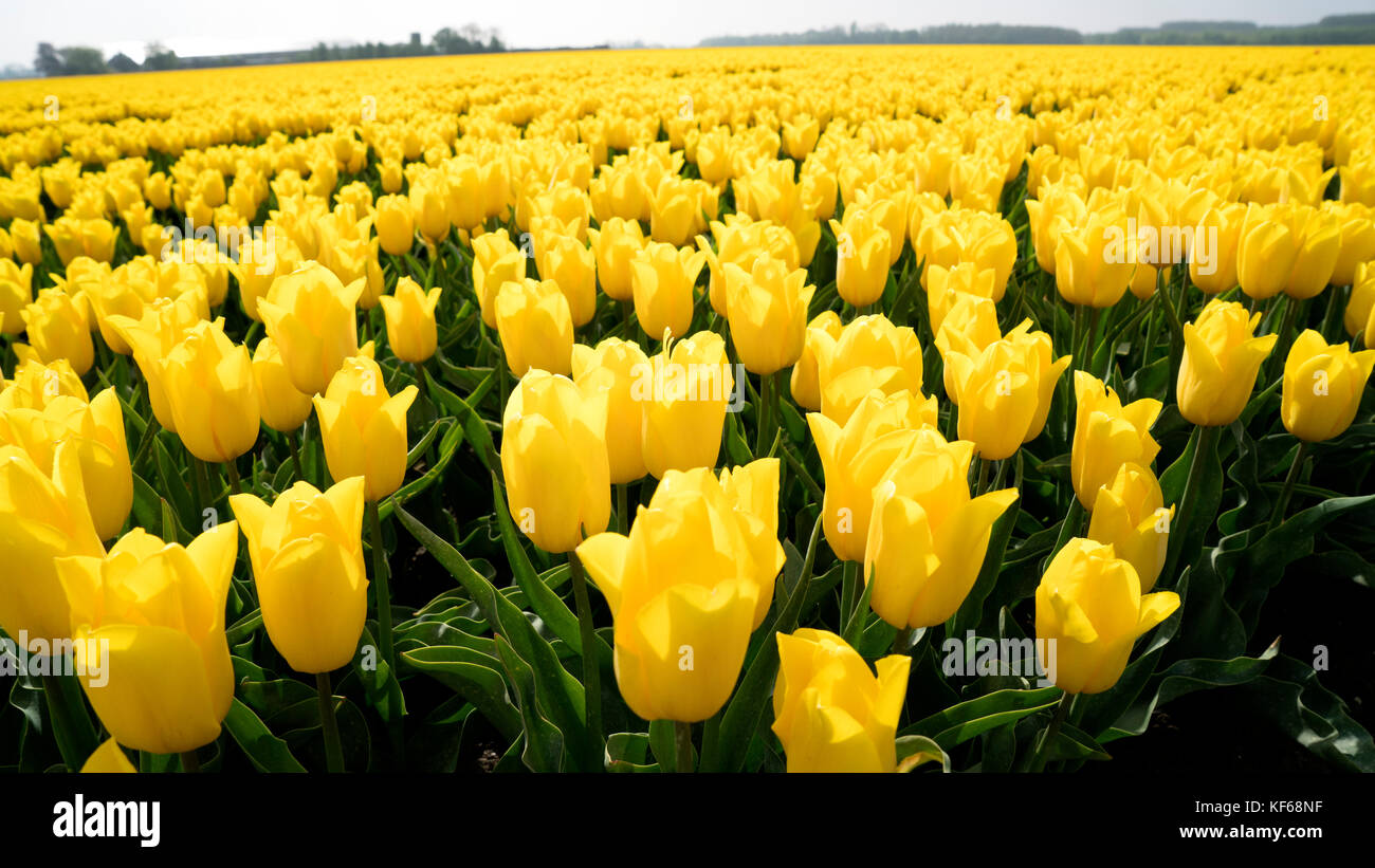 Blumenfelder in der Nähe Lisse & Amsterdam, Niederlande Stockfoto