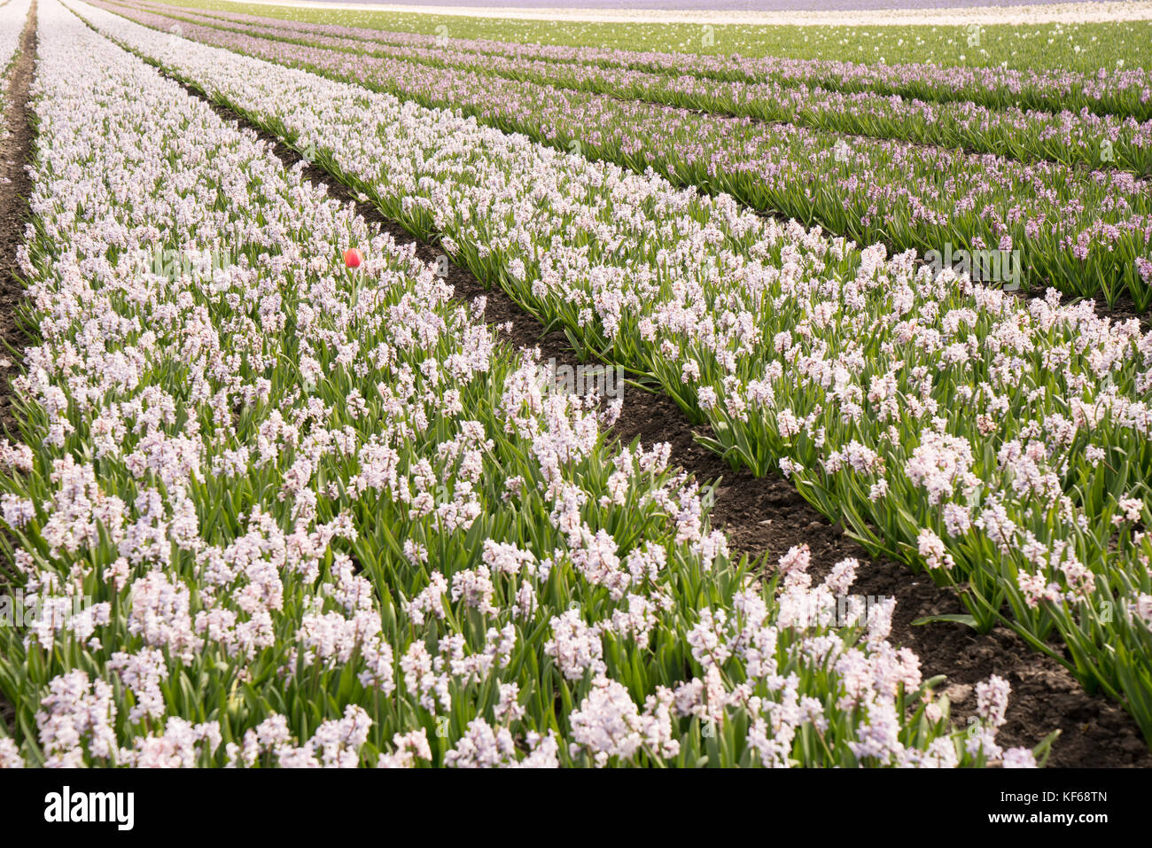 Blumenfelder in der Nähe Lisse & Amsterdam, Niederlande Stockfoto