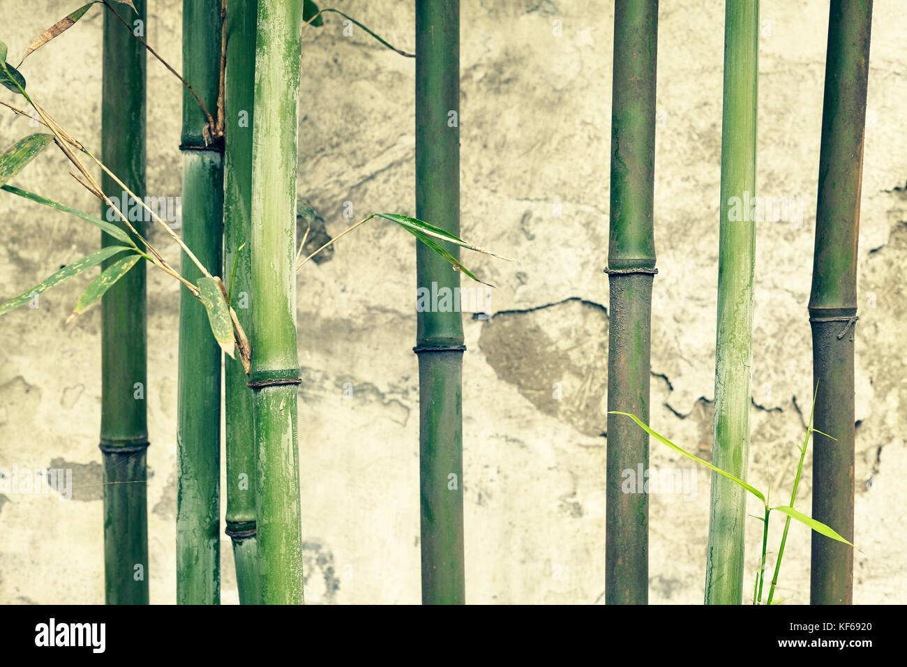Bambus Zweige gegen alte verwitterte Wand, selektiver Fokus, Farbe Tonen angewendet. Stockfoto