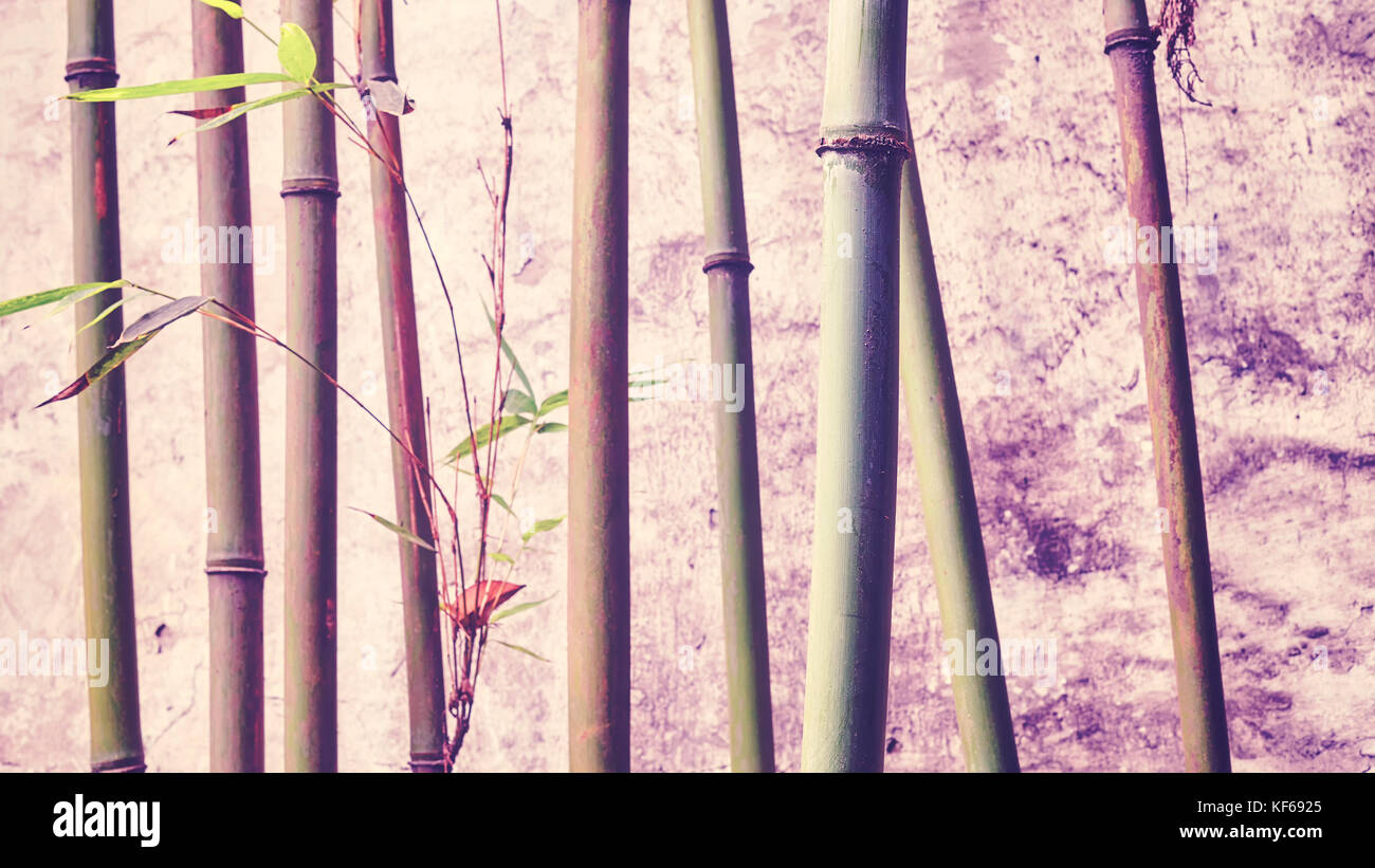 Bambus Zweige gegen alte verwitterte Wand, geringe Tiefenschärfe, Farbe Tonen angewendet. Stockfoto