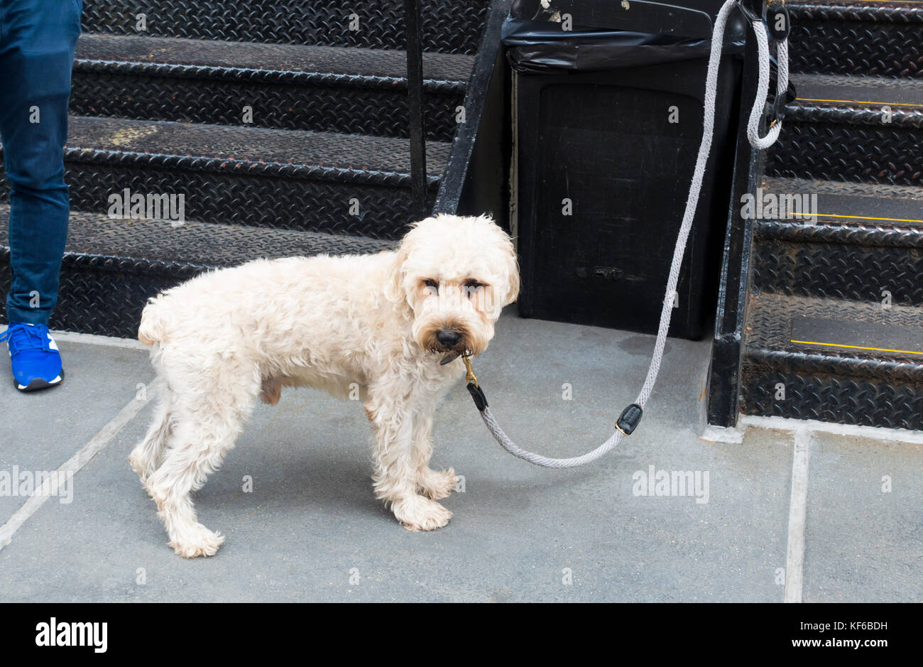 Goldendoddle Hund an ein Geländer an einer Schnur gebunden Stockfoto